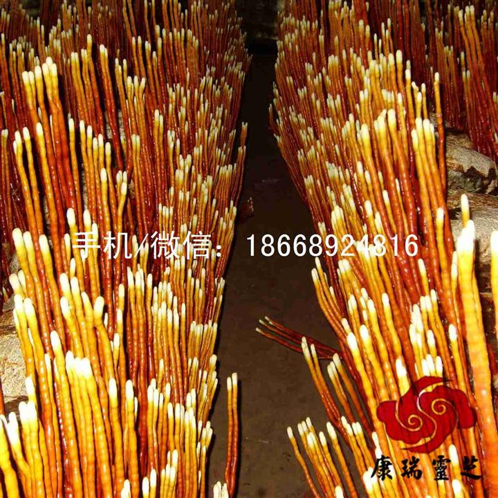 宛如珊瑚般的鹿角灵芝