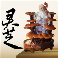 灵芝盆栽 灵芝盆景 “吉祥如意”活体灵芝盆景 