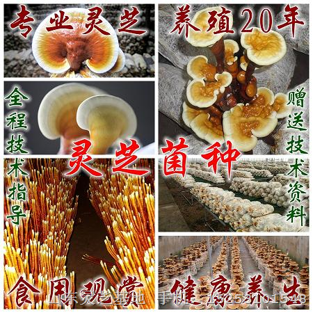 供应灵芝菌棒 灵芝盆景菌包 
