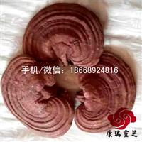 供应泰山赤灵芝片 