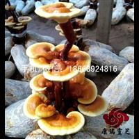 山东灵芝菌包 灵芝盆景菌棒 