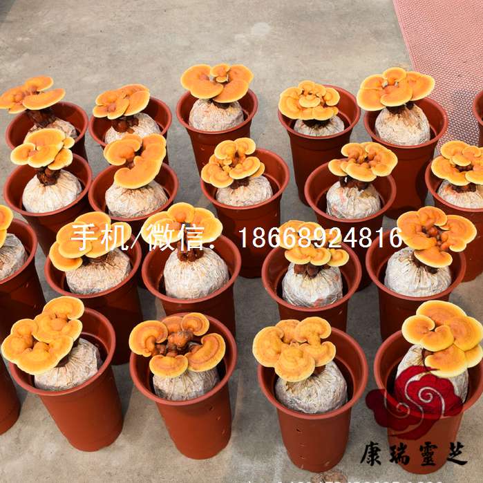 活体灵芝盆栽