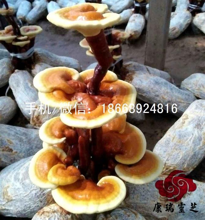 山东灵芝菌包 灵芝盆景菌棒 