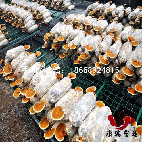 灵芝菌种 灵芝盆景菌种 