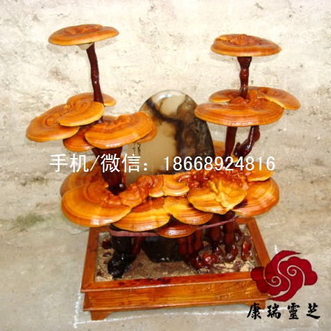 灵芝灵芝盆景价格_优质灵芝灵芝盆景批发灵芝盆景怎么养冠县盆景 