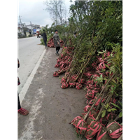 金丝楠木苗价格 