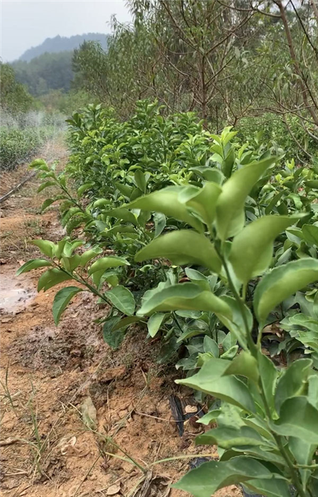湖南金秋砂糖桔苗基地 