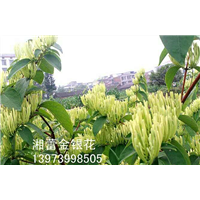 海南树形金银花_树形金银花苗木基地 