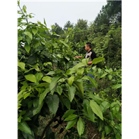 湖南爱媛42号_爱媛42号市场销售价格 
