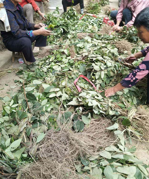浙江树形金银花_树形金银花培植基地 