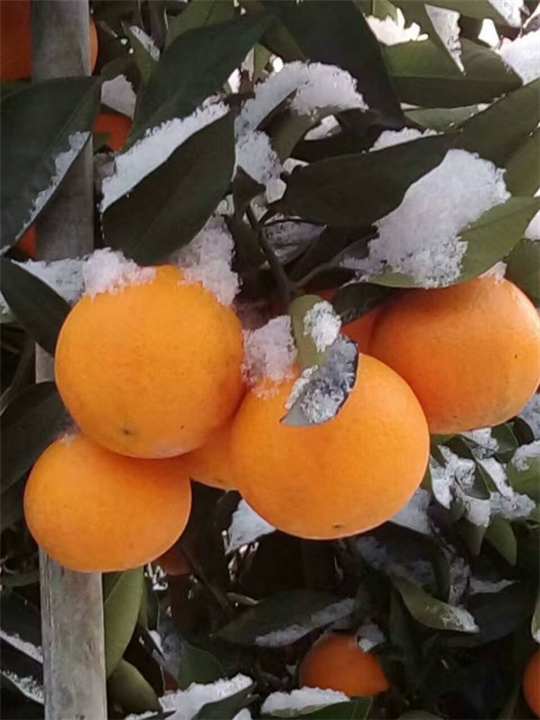 陕西柑橘苗_柑橘苗培植基地 