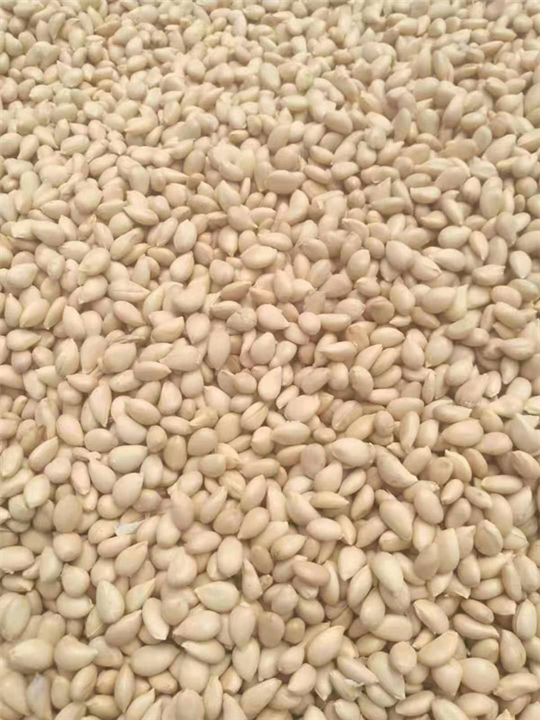 湖南枳壳小苗种植 