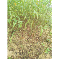 湖南毛桃苗_毛桃苗种植基地 
