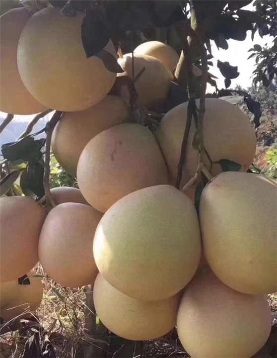 三红蜜柚苗批发价格 