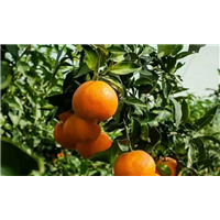 【大雅柑】_湖南大雅柑苗种植基地 