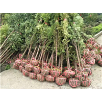 红豆杉树苗批发 