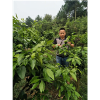 湖南爱媛42号_爱媛42号苗木批发价格 