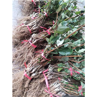 树形金银花苗价格 