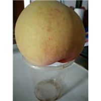 黄桃树苗_湖南黄桃苗批发多少钱？ 