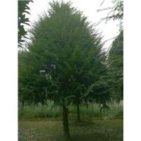 湖南红豆杉_湖南红豆杉种植基地 
