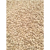湖南枳壳小苗种植 