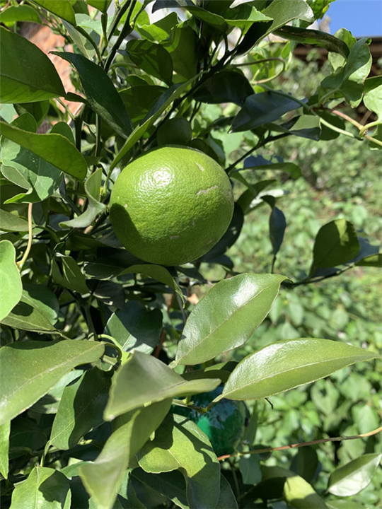 明日见柑橘苗种植 