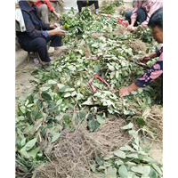 江西树形金银花_树形金银花种植苗圃 