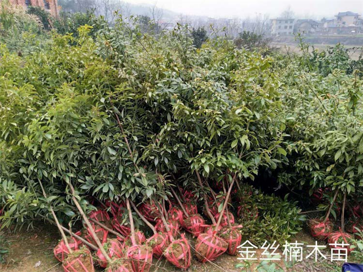 广东金丝楠木_金丝楠木哪里有卖的？ 