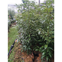 广东金丝楠木_金丝楠木培植基地 