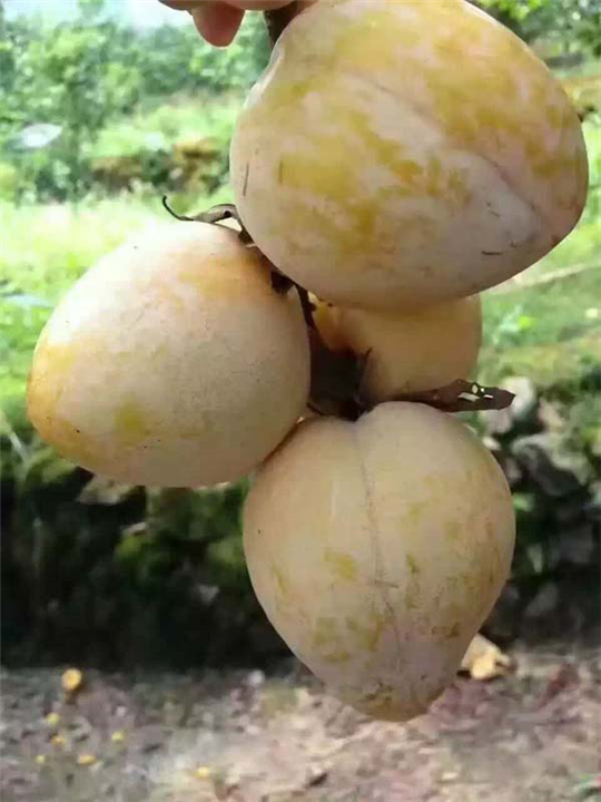 湖南黄金奈李苗价格 