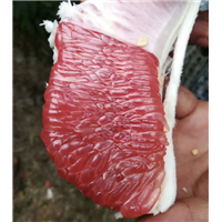 湖南三红蜜柚苗 