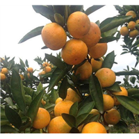 由良蜜桔苗种植基地 