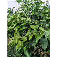 湖南爱媛42号_爱媛42号苗木种植基地 
