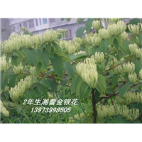 湖南树形金银花_湖南树形金银花苗批发价格 
