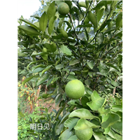 明日见柑橘苗批发 