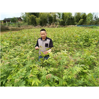 上海青钱柳_青钱柳出售价格 