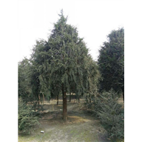 湖南红豆杉_湖南红豆杉市场出售价格 