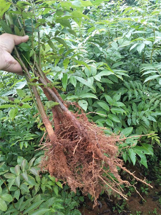 湖南青钱柳茶叶 