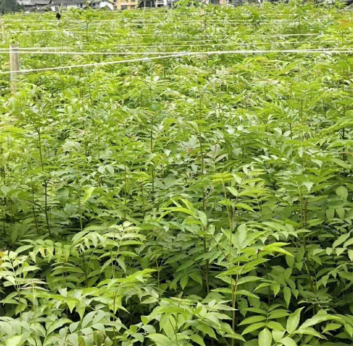 湖南青钱柳苗批发多少钱一棵？ 