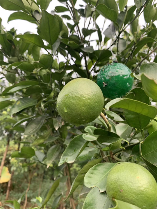 湖南明日见柑橘苗基地 