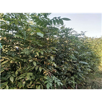 湖南青钱柳苗哪里有卖的？ 