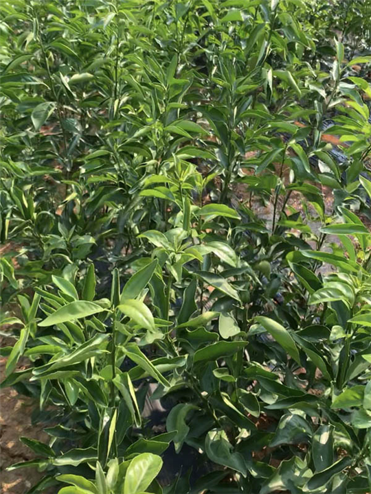 091无核沃柑苗基地 
