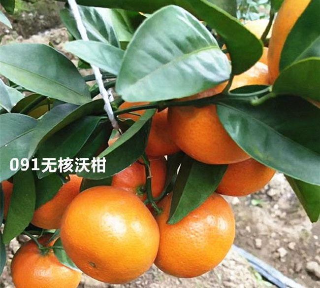 湖南091无核沃柑苗 