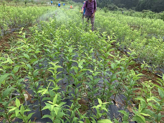 黄金奈李苗批发 