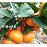091无核沃柑苗种植基地 