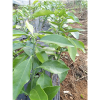 杂柑树苗_湖南杂柑苗种植苗圃 