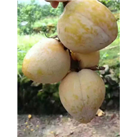 湖南黄金奈李苗价格 