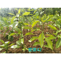 湖南爱媛42号_哪里有卖爱媛42号的？ 