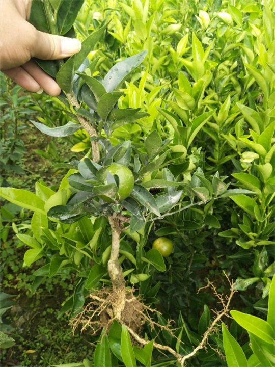 湖南美国糖桔苗专业种植基地 