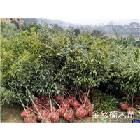 广东金丝楠木_金丝楠木哪里有卖的？ 